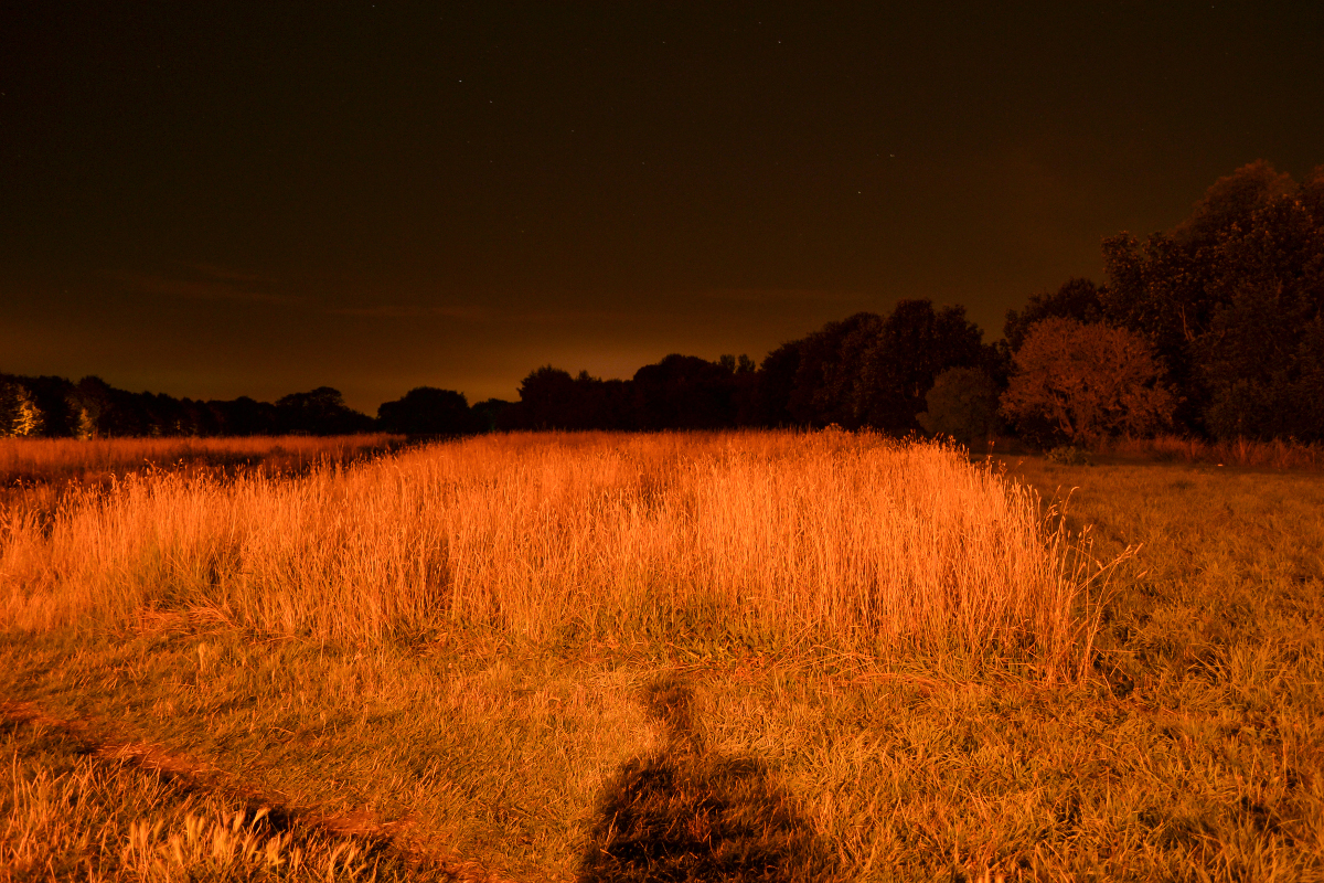 Trying to Catch the Perseids Trying to Catch the Perseids
